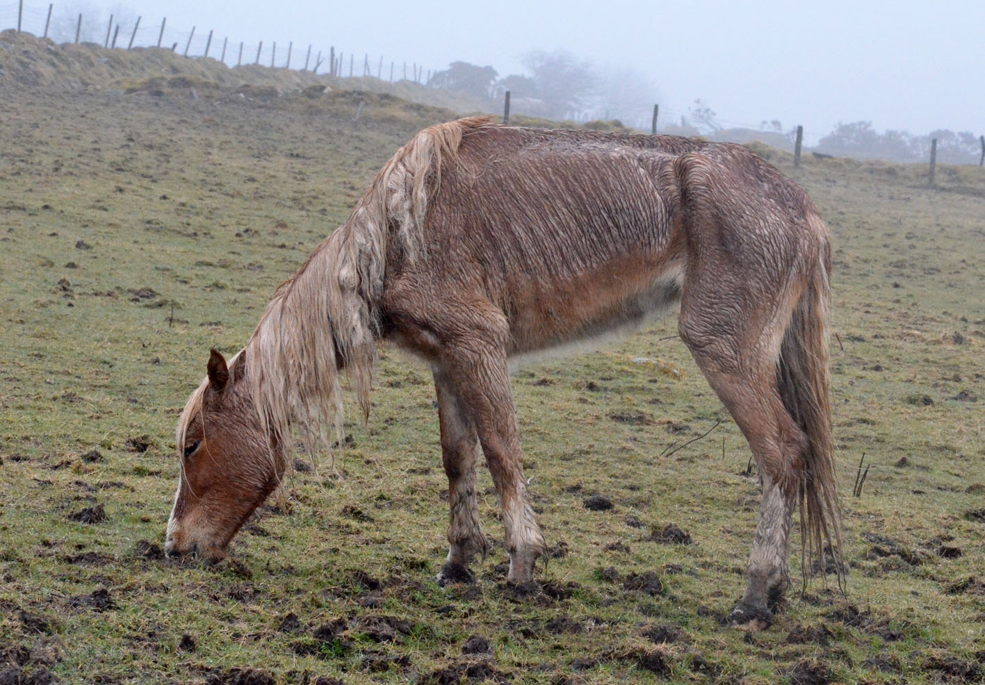 Farmer s Suspended Jail Sentence For Horse Cruelty The Pembrokeshire 