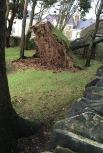 Tree down in St Giles church grounds, roots showing. Picture by Ben Franklin