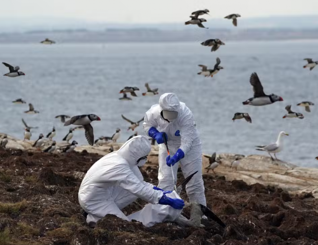 what-to-do-if-you-find-dead-or-sick-wild-birds-in-pembrokeshire-the