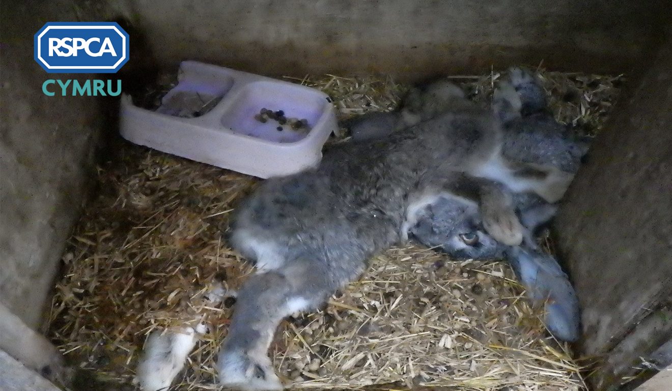 Suspended jail term after ‘shocking’ rabbit neglect – The Pembrokeshire ...