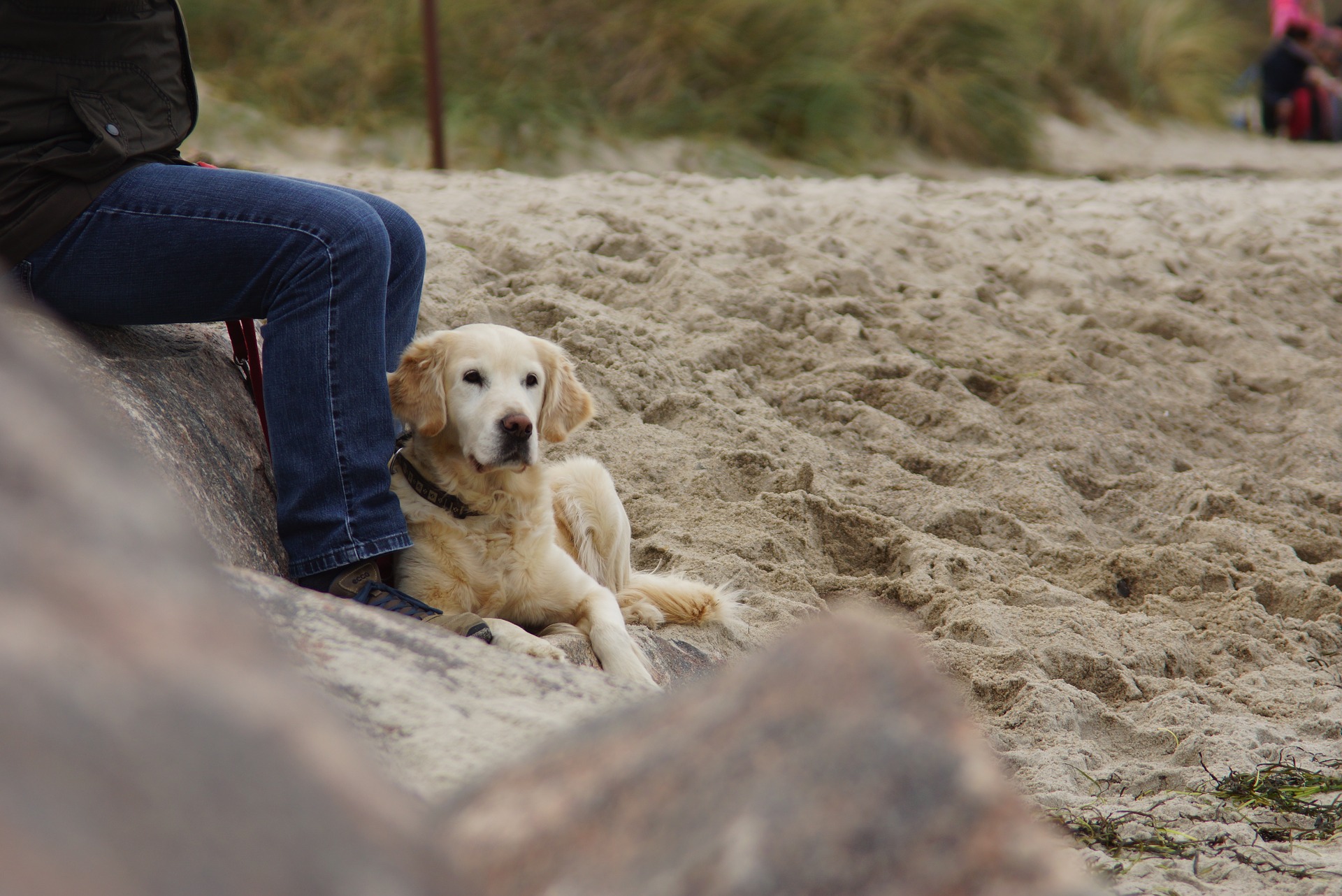 Собака в песке. Собака на пляже. Фотосессия собак на песке весной. Фотосессия с собакой на пляже. Feet dog