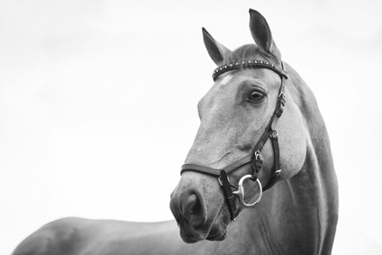 Horse facing the camera.